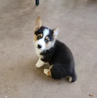 J.J., a male Pembroke Welsh Corgi for sale in Pinson, TN – 1 of 6