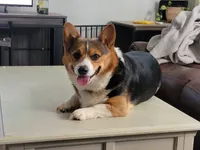 J.J., a male Pembroke Welsh Corgi for sale in Pinson, TN – 5 of 6