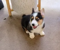 J.J., a male Pembroke Welsh Corgi for sale in Pinson, TN – 3 of 6