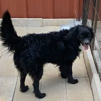 Nelly, a female Miniature Aussiedoodle for sale in Nacogdoches, TX – Photo 5 of 5