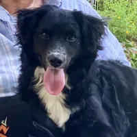 Nelly, a female Miniature Aussiedoodle for sale in Nacogdoches, TX – Photo 2 of 5