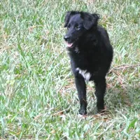 Nacho, a male Miniature Aussiedoodle for sale in Nacogdoches, TX – Photo 3 of 4