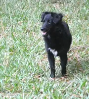 Nacho, a male Miniature Aussiedoodle for sale in Nacogdoches, TX – Photo 3 of 4