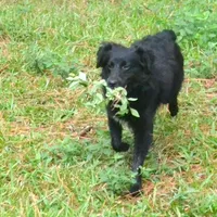 Nacho, a male Miniature Aussiedoodle for sale in Nacogdoches, TX – Photo 1 of 4