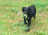 Nacho, a male Miniature Aussiedoodle for sale in Nacogdoches, TX – Photo 4 of 4