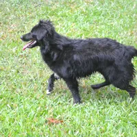 Nacho, a male Miniature Aussiedoodle for sale in Nacogdoches, TX – Photo 4 of 4