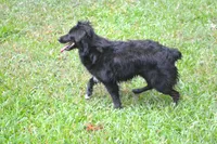 Nacho, a male Miniature Aussiedoodle for sale in Nacogdoches, TX – Photo 1 of 4