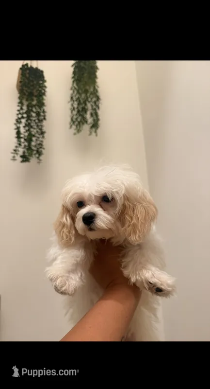 Molly, a female Maltese for sale in Fontana, CA – 1 of 3