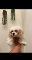 Molly, a female Maltese for sale in Fontana, CA – 1 of 3