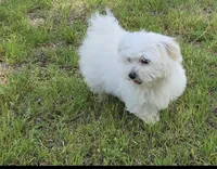 Max, a male Maltese for sale in Fontana, CA – 2 of 2