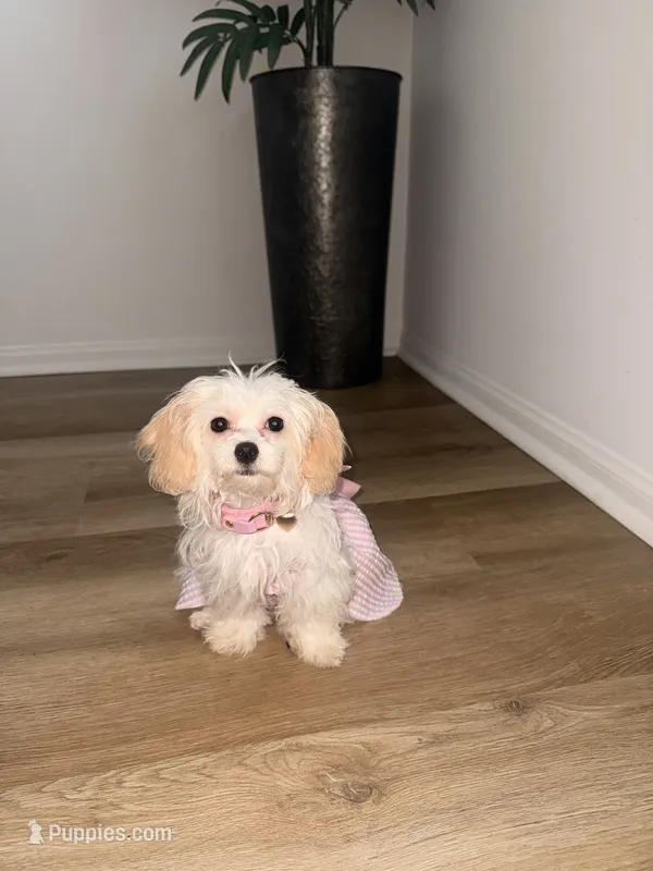 Molly – Maltese puppy for sale in Fontana, CA