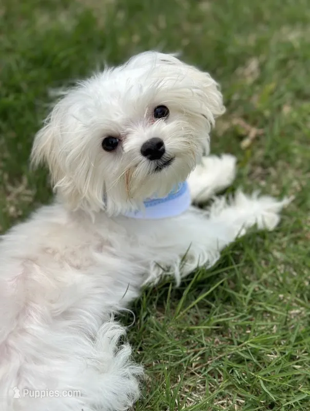 Max – Maltese puppy for sale in Fontana, CA