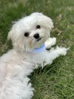 Max, a male Maltese for sale in Fontana, CA – 1 of 2