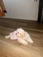 Molly, a female Maltese for sale in Fontana, CA – 3 of 3