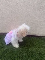 Molly, a female Maltese for sale in Fontana, CA – 2 of 3