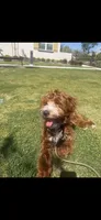 Teddy, a male Goldendoodle for sale in Rancho Cucamonga, CA – Photo 4 of 8