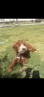 Teddy, a male Goldendoodle for sale in Rancho Cucamonga, CA – Photo 3 of 8