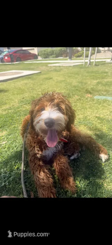 Teddy – Goldendoodle puppy for sale in Rancho Cucamonga, CA