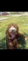 Teddy, a male Goldendoodle for sale in Rancho Cucamonga, CA – Photo 1 of 8