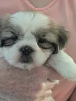 Prince, a male Shih Tzu for sale in Midlothian, VA – 2 of 3