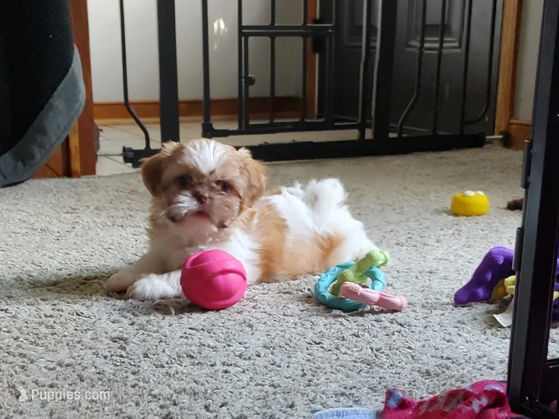 Chloe – Shih Tzu puppy for sale in Midlothian, VA