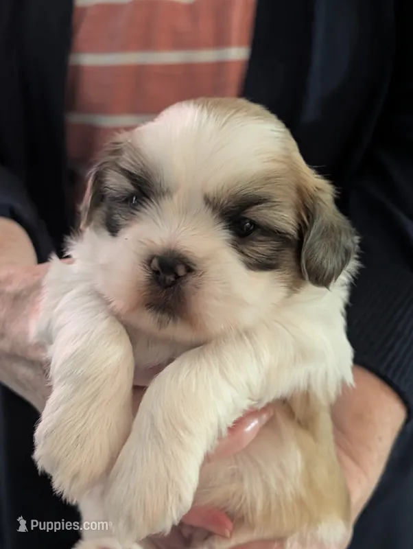 Prince – Shih Tzu puppy for sale in Midlothian, VA