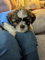 Cash ckc, a male Shih Tzu for sale in Midlothian, VA – 3 of 5