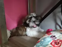 Cash ckc, a male Shih Tzu for sale in Midlothian, VA – 6 of 6