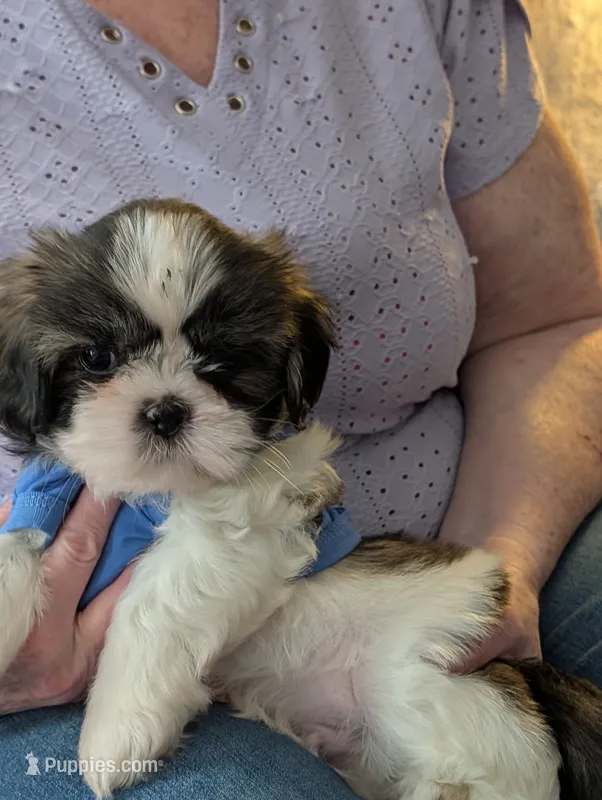 Chayce – Shih Tzu puppy for sale in Midlothian, VA