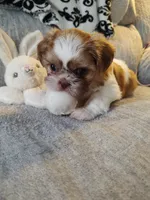 Chloe, a female Shih Tzu for sale in Midlothian, VA – 3 of 5