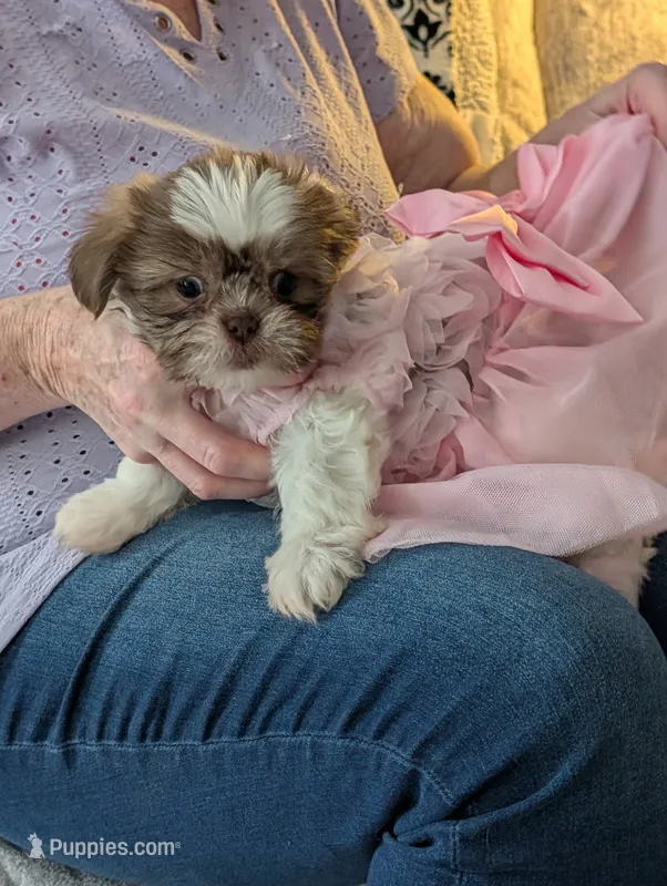 Cuddles – Shih Tzu puppy for sale in Midlothian, VA