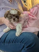 Cuddles ckc, a female Shih Tzu for sale in Midlothian, VA – 1 of 5