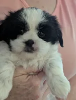 Phoebe , a female Shih Tzu for sale in Midlothian, VA – 2 of 3