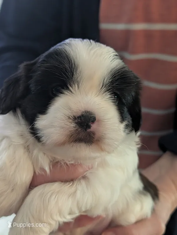 Phoebe  – Shih Tzu puppy for sale in Midlothian, VA