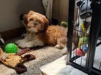 CoCo ckc, a female Shih Tzu for sale in Midlothian, VA – 8 of 8