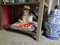 Cuddles ckc, a female Shih Tzu for sale in Midlothian, VA – 6 of 6