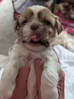 Chloe, a female Shih Tzu for sale in Midlothian, VA – 2 of 2
