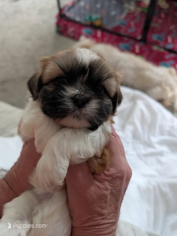 Chance  – Shih Tzu puppy for sale in Midlothian, VA