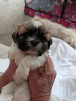 Chance , a male Shih Tzu for sale in Midlothian, VA – 1 of 2