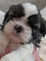 Chayce, a male Shih Tzu for sale in Midlothian, VA – 1 of 2