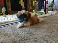 Chance  ckc, a male Shih Tzu for sale in Midlothian, VA – 9 of 9