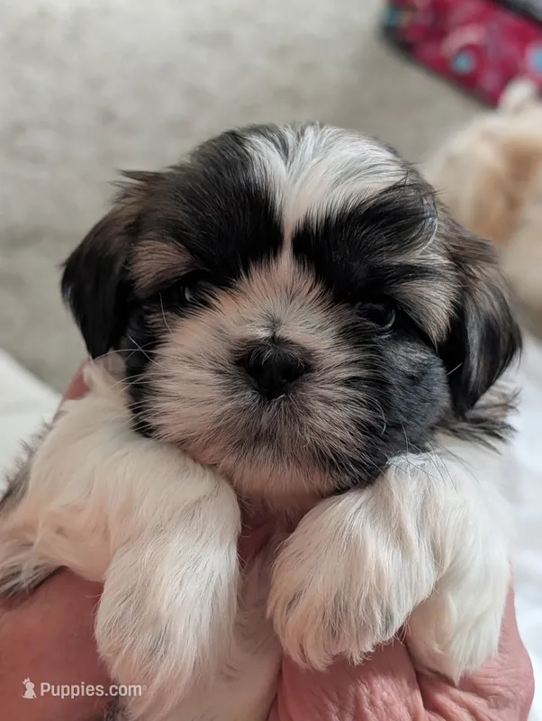 Cash – Shih Tzu puppy for sale in Midlothian, VA