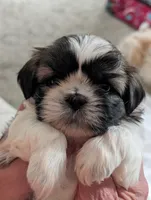 Cash, a male Shih Tzu for sale in Midlothian, VA – 1 of 2