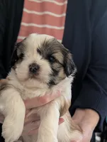 Princess , a female Shih Tzu for sale in Midlothian, VA – 2 of 3