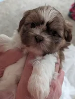 CoCo , a female Shih Tzu for sale in Midlothian, VA – 2 of 3