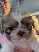 Chloe, a female Shih Tzu for sale in Midlothian, VA – 5 of 5