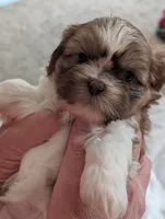 CoCo , a female Shih Tzu for sale in Midlothian, VA – 3 of 3