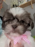 CoCo ckc, a female Shih Tzu for sale in Midlothian, VA – 5 of 7