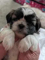 Cash, a male Shih Tzu for sale in Midlothian, VA – 2 of 2