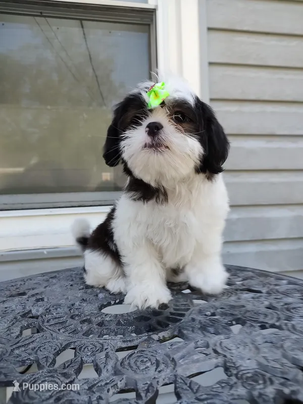 Praise  – Shih Tzu puppy for sale in Midlothian, VA